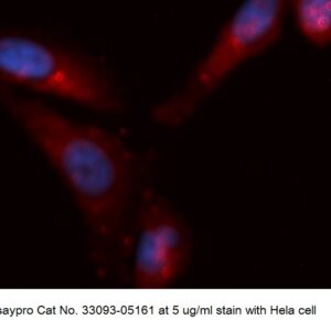 Human CDC26 / APC12 AssayLite Antibody (APC Conjugate)
