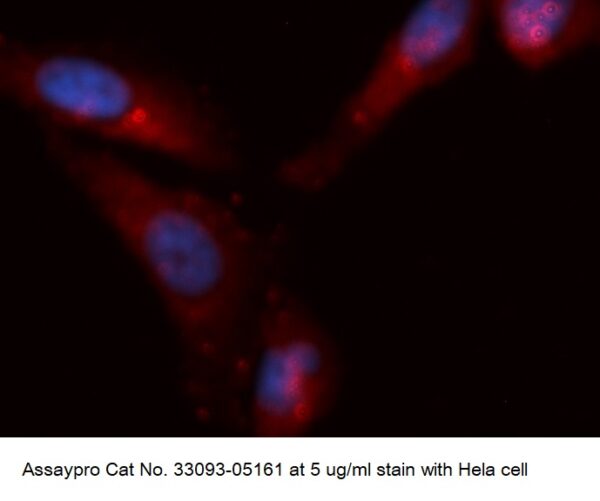 Human CDC26 / APC12 AssayLite Antibody (APC Conjugate)