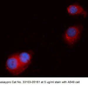 Human CINP AssayLite Antibody (APC Conjugate)