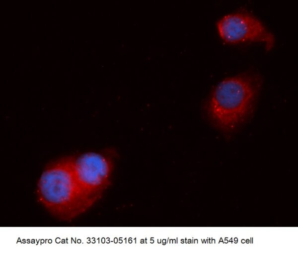 Human CINP AssayLite Antibody (APC Conjugate)