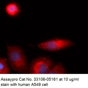 Human MDH1 AssayLite Antibody (APC Conjugate)