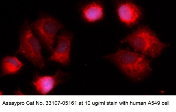 Human HSPBP1 AssayLite Antibody (APC Conjugate)