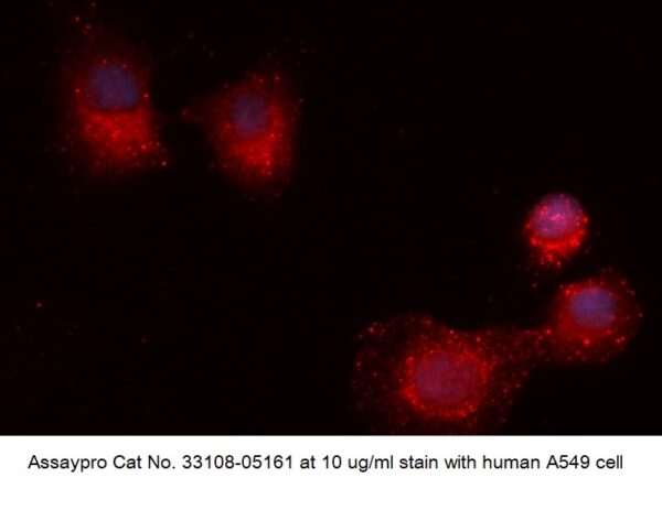 Human GTPase HRAS AssayLite Antibody (APC Conjugate)