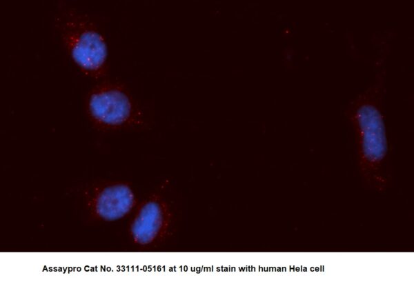 Human POLR2F AssayLite Antibody (APC Conjugate)