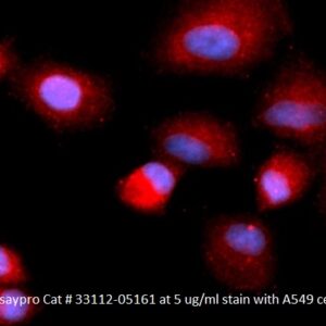 Human Cofilin 1 (CFL1) AssayLite Antibody (APC Conjugate)