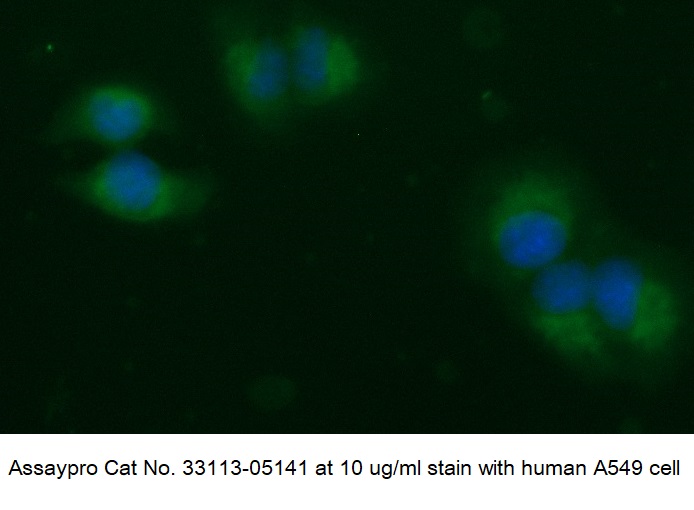 Collagen alpha-3(IV) Chain (GBM) Antibody (FITC Conjugate)