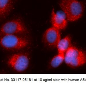 Human High Mobility Group B1 (HMGB1) AssayLite Antibody (APC Conjugate)