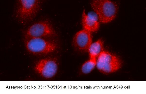 Human High Mobility Group B1 (HMGB1) AssayLite Antibody (APC Conjugate)