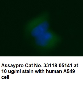 Human Annexin A3  (ANXA3) AssayLite Antibody (FITC Conjugate)