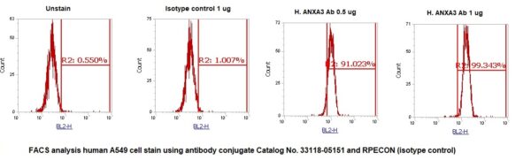 Human Annexin A3  (ANXA3) AssayLite Antibody (RPE Conjugate) - Image 2