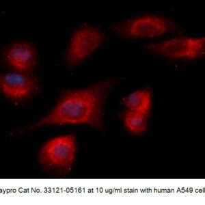 Human ZNRD1 AssayLite Antibody (APC Conjugate)