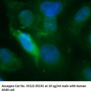 Human p21-Activated Kinase 4 (PAK-4) AssayLite Antibody (FITC Conjugate)