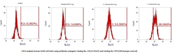 Human p21-Activated Kinase 4 (PAK-4) AssayLite Antibody (FITC Conjugate) - Image 2