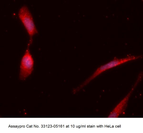Human MTCP1 AssayLite Antibody (APC Conjugate)
