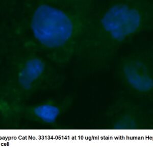Human RAD6 AssayLite Antibody (FITC Conjugate)
