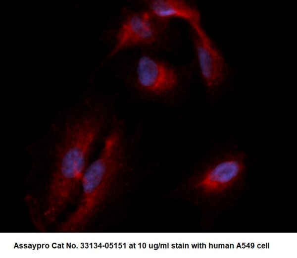 Human RAD6 AssayLite Antibody (RPE Conjugate)