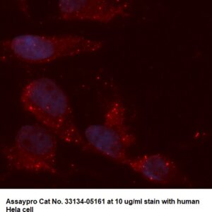 Human RAD6 AssayLite Antibody (APC Conjugate)