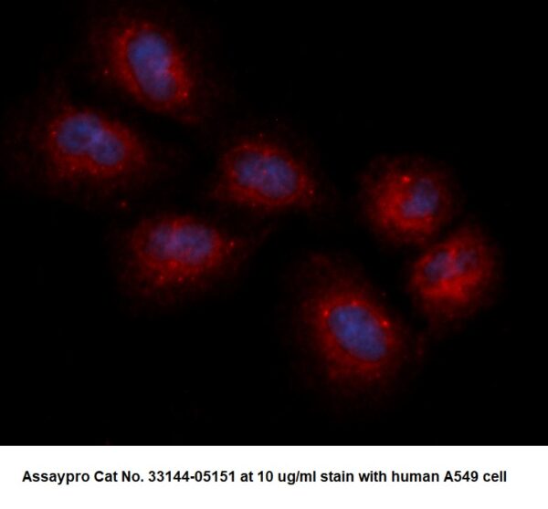 Human SQSTM1 AssayLite Antibody (RPE Conjugate)
