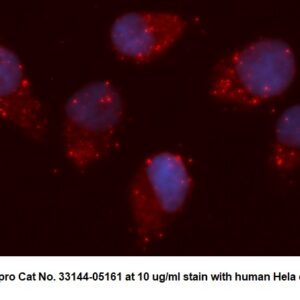 Human SQSTM1 AssayLite Antibody (APC Conjugate)