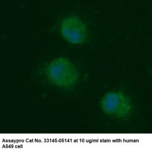 Human ADK AssayLite Antibody (FITC Conjugate)
