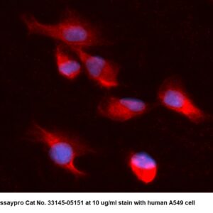 Human ADK AssayLite Antibody (RPE Conjugate)