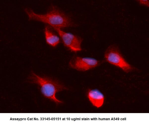 Human ADK AssayLite Antibody (RPE Conjugate)