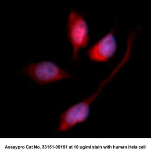 Human Annexin A10  (ANXA10) AssayLite Antibody (RPE Conjugate)
