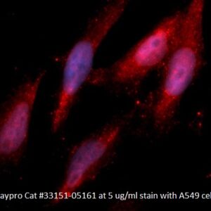 Human Annexin A10  (ANXA10) AssayLite Antibody (APC Conjugate)