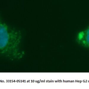Human HADHSC AssayLite Antibody (FITC Conjugate)
