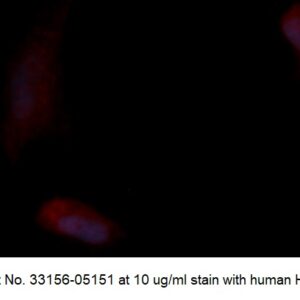Human LDHA AssayLite Antibody (RPE Conjugate)