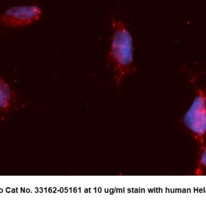 Human AKR1C1 AssayLite Antibody (APC Conjugate)