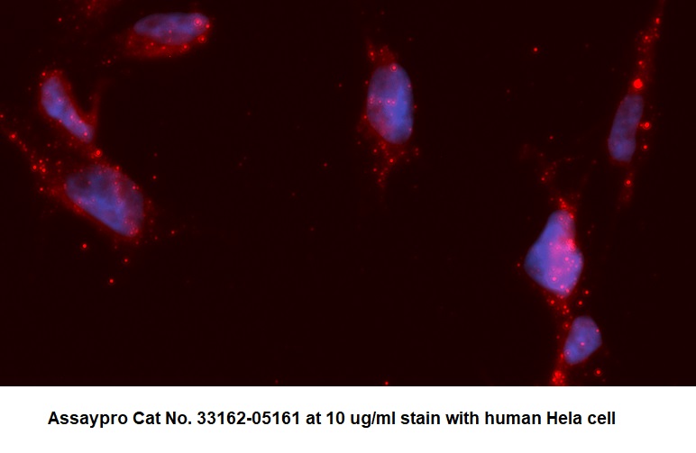 Human AKR1C1 AssayLite Antibody (APC Conjugate)