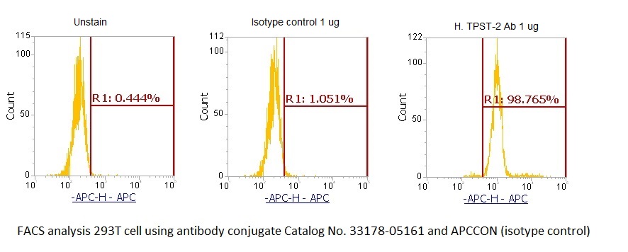 Human Tyrosylprotein Sulfotransferase 2 (TPST-2) AssayLite Antibody (APC Conjugate)