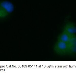 Human Calpain Small Subunit 1 AssayLite Antibody (FITC Conjugate)