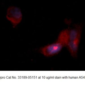 Human Calpain Small Subunit 1 AssayLite Antibody (RPE Conjugate)