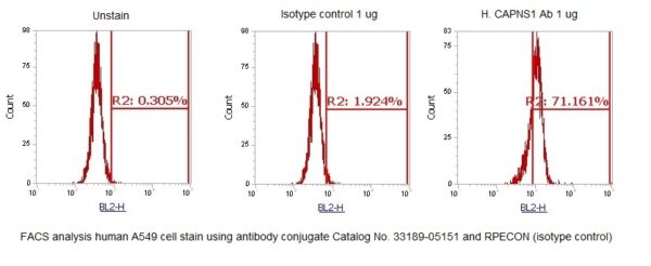 Human Calpain Small Subunit 1 AssayLite Antibody (RPE Conjugate) - Image 2