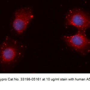 Human TTDA AssayLite Antibody (APC Conjugate)