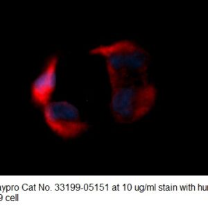 Human CSK AssayLite Antibody (RPE Conjugate)