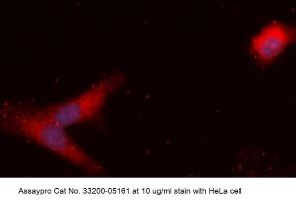 Human COPS8 AssayLite Antibody (APC Conjugate)