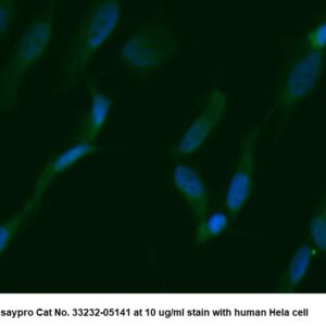 Human Troponin C AssayLite Antibody (FITC Conjugate)