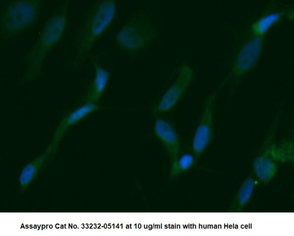 Human Troponin C AssayLite Antibody (FITC Conjugate)