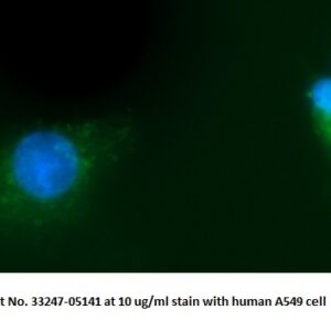 Human Glutamate Dehydrogenase 1 (GDH 1) AssayLite Antibody (FITC Conjugate)