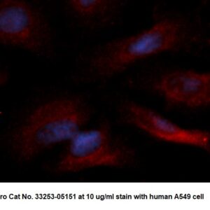Human WDR68 AssayLite Antibody (RPE Conjugate)