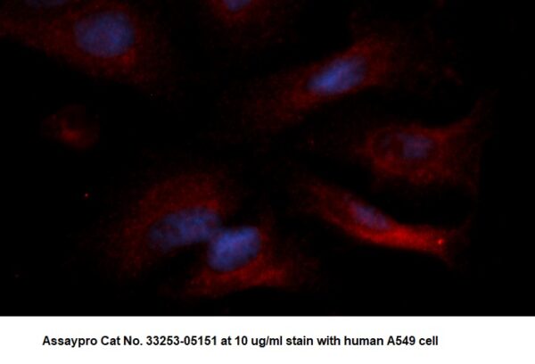 Human WDR68 AssayLite Antibody (RPE Conjugate)