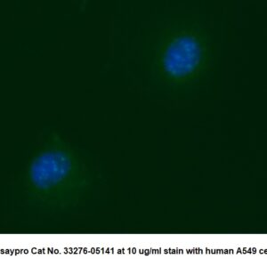 Human Centromere Protein B (CENP-B) AssayLite Antibody (FITC Conjugate)