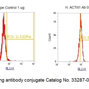 Human alpha-Actinin-1 (ACTN1) AssayLite Antibody (FITC Conjugate)