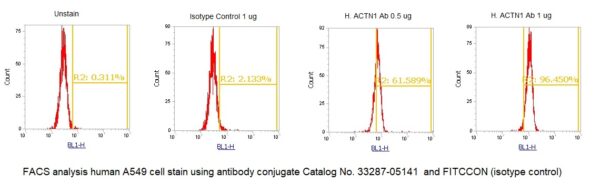 Human alpha-Actinin-1 (ACTN1) AssayLite Antibody (FITC Conjugate)