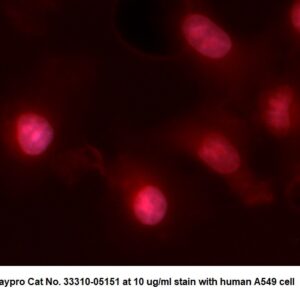 Human UBE2H AssayLite Antibody (RPE Conjugate)
