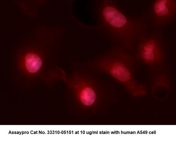 Human UBE2H AssayLite Antibody (RPE Conjugate)