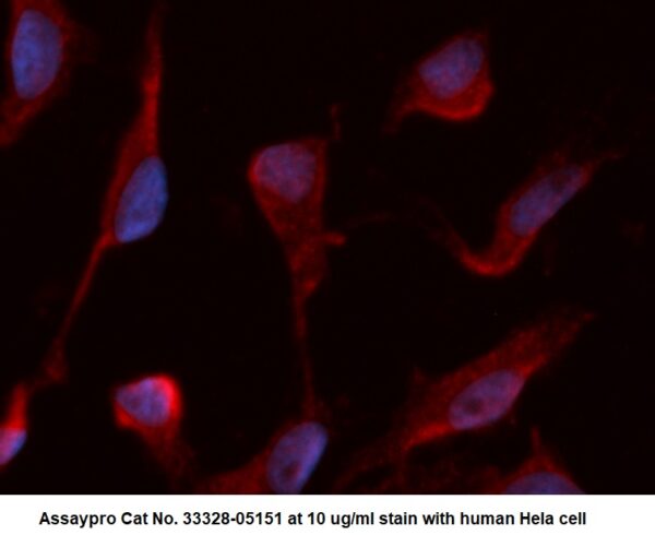 Human UBL4A AssayLite Antibody (RPE Conjugate)